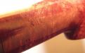 Stanwell Pfeife De Luxe 207 Brown Polish