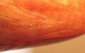Stanwell Pfeife Sterling 232 Brown Polish