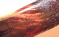 Stanwell Pfeife Vario 140